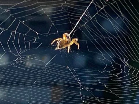 Spider Web Stock Photos