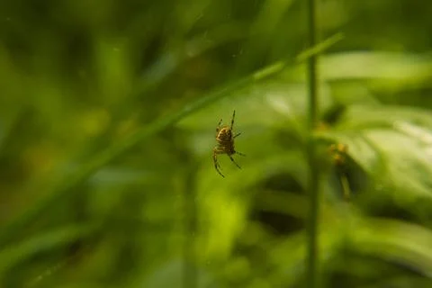 Spider on the web Stock Photos