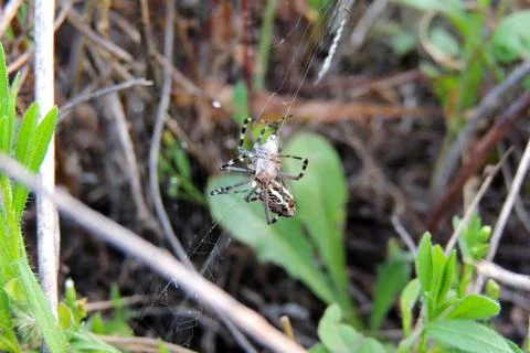 Spider on the web Stock Photos