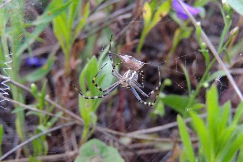 Spider on the web Stock Photos
