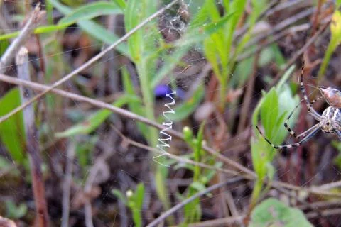 Spider on the web Stock Photos