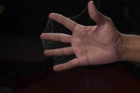 Spider web Stock Photos