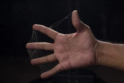 Spider web Stock Photos