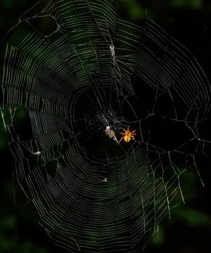 A spider on the web Foto stock