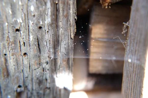 Spider web Stock-Fotos