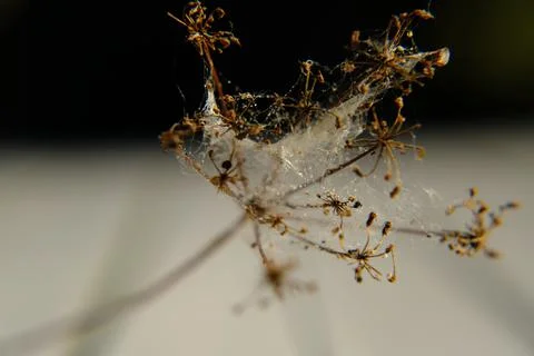 Spider web Stock-Fotos