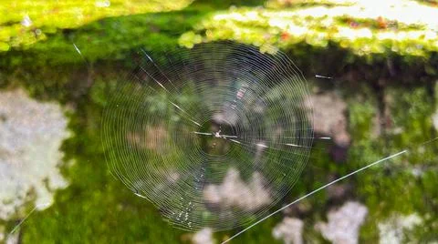 Spider web Stock Photos
