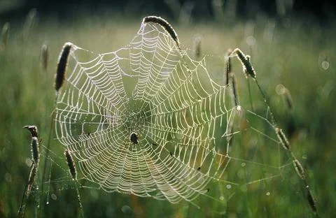 Spider Web Stock Photos