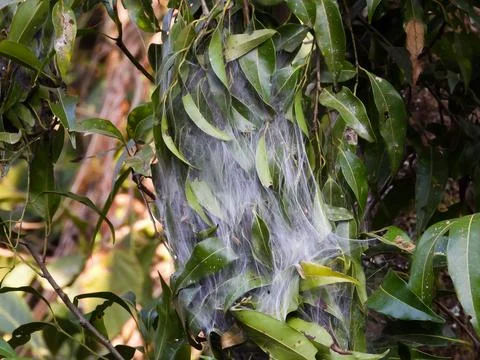 Spider web Stock Photos