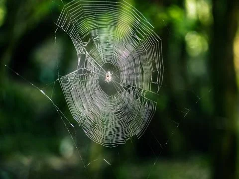 Spider web 스톡 사진
