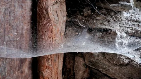 Spider web Stock Photos