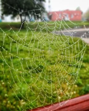 Spider web Stock Photos
