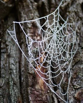 Spider web Foto stock