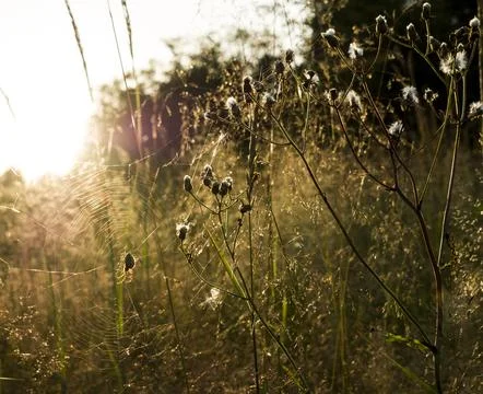 Spider on the web Stock Photos