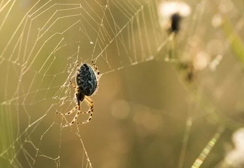 Spider on the web Stock Photos