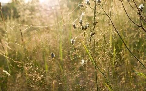 Spider on the web Stock Photos