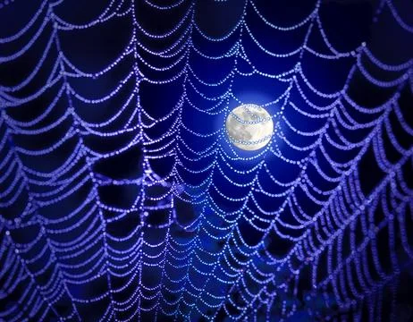 Spider web Stock Photos