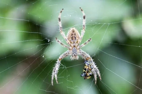 Spider in the web Stock Photos