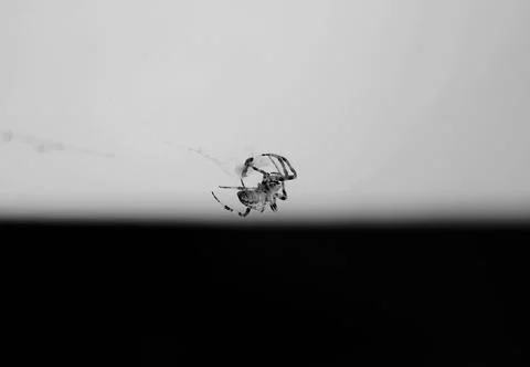 Spider on the web Foto stock
