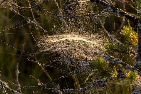 Spider web Stock Photos