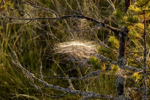 Spider web Stock Photos