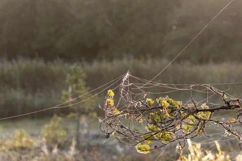Spider web Stock Photos