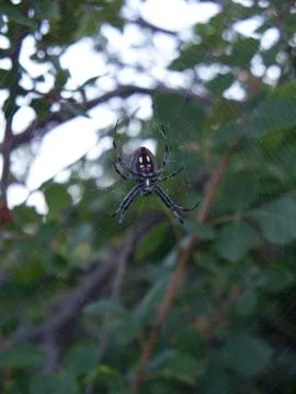 Spider in Web Stock Photos