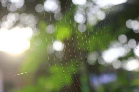 Spider web Stock Photos