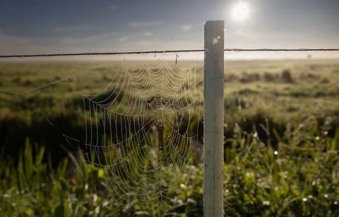 Spider web Foto stock