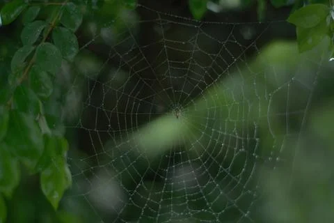 Spider web Stock Photos