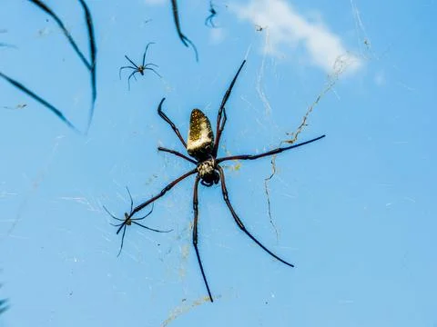 Spider web Stock Photos