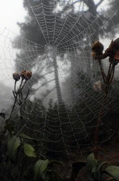 Spider Web Stock Photos