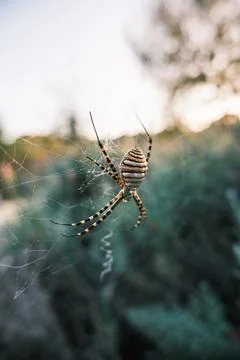 Spider on a Web Stock Photos