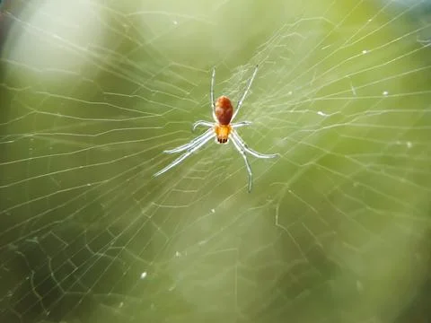 Spider on the web Stock Photos