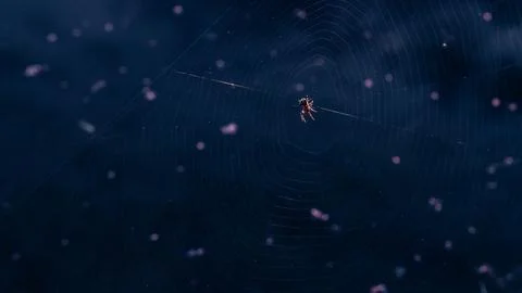 Spider on Web Stock Photos