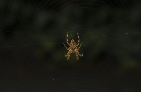 Spider on the web Stock Photos
