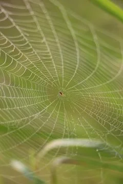 Spider web Stock Photos