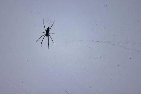 A spider is on a web Stock Photos