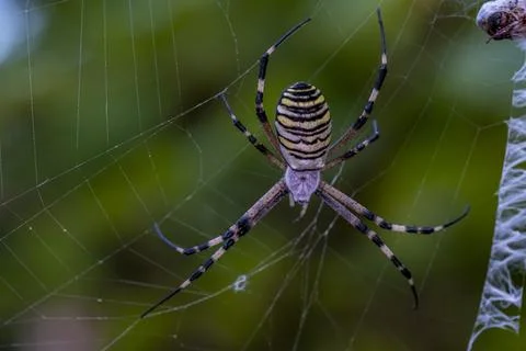 A spider is on a web 스톡 사진