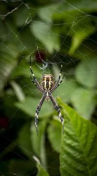 Spider on the web Stock Photos