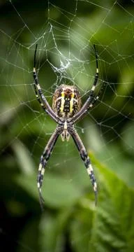Spider on the web Stock Photos