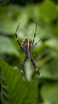Spider on the web Stock Photos