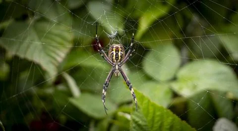 Spider on the web Stock Photos
