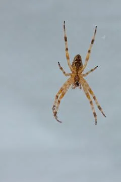 Spider on web. Stock Photos