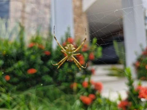 Spider web Foto stock