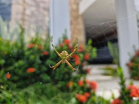 Spider in the web Stock Photos