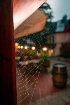 A spider web 스톡 사진