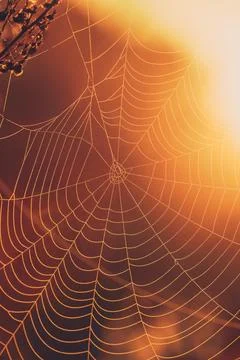 Spider Web Stock Photos