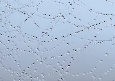 Spider Web Stock Photos