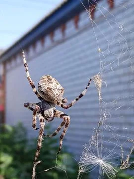 Spider on a web 스톡 사진